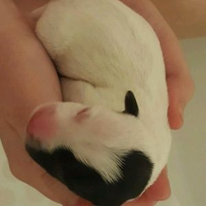 Meet your Posher, Elizabeth